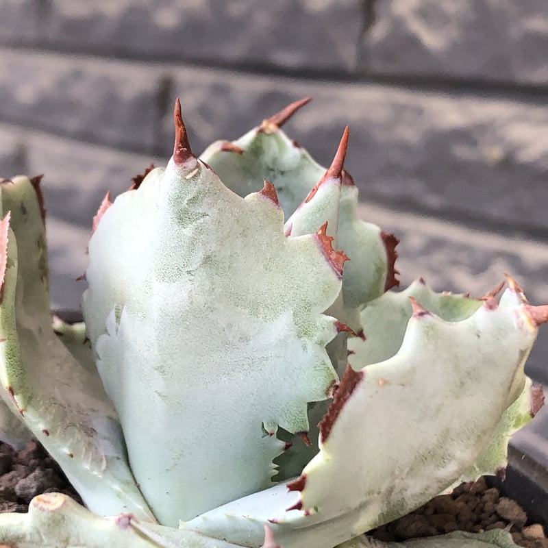 agave isthmensis《M size》※現地球発根後店主国内管理2年株 agave isthmensis《M size》※現地球発根後店主国内管理2年株
