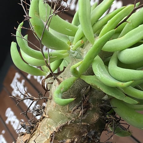 tylecodon reticulatus《L size》※現地球発根済株※店主国内管理6年株※棘も美しく残り幹極太な良樹形‼︎impact抜群な一株※mad black bowl pot植え