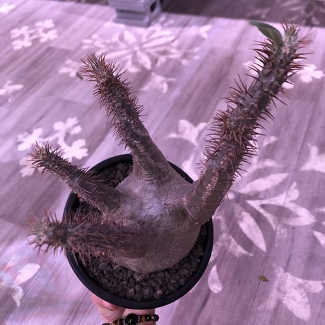 packypodium  gracilius《L size》※現地球発根済株‼︎※大変綺麗な肌質と枝振りbalanceも出来過ぎな美球体株‼︎※mad black bowl pot植え