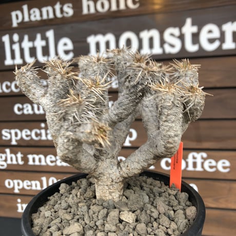 euphorbia  guillauminiana《M size》※現地球発根済株※店主国内管理4年株※溶岩質の土壌育ちの現地球株らしい表皮＆太め枝振りが堪らない※mad black pot植え
