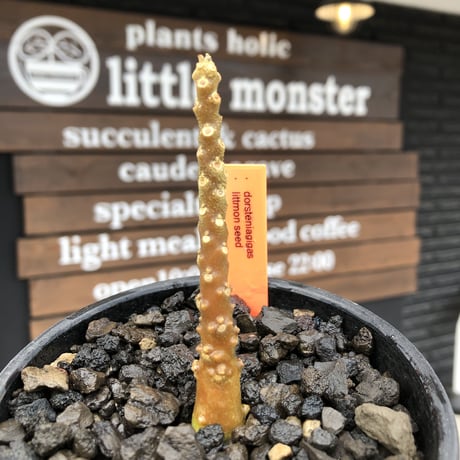 希少 dorstenia   gigas《大きめS size》littmon  seed🌱（実生株）※今季枝振りに期待できる将来有望人気者ギガス‼︎※mad black bowl pot植え