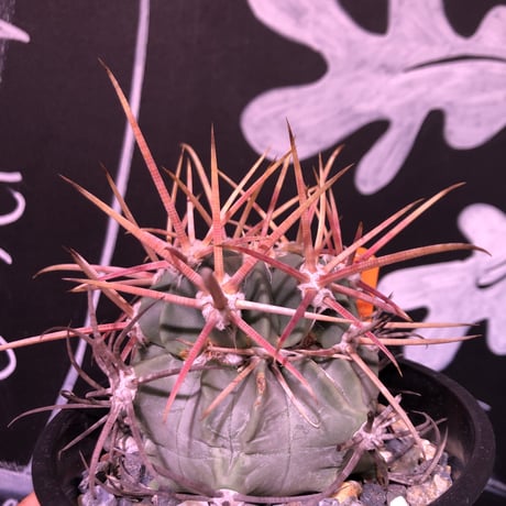 echinocactus  神竜玉《強刺》
