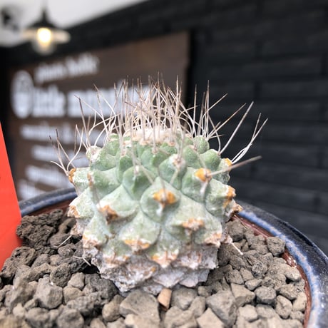 strombocactus 菊水《大きめS size》激希少‼︎現地球発根後店主国内管理4年株※激希少現地球株の上、まん丸球体樹形で堪らない一株※常滑焼陶器鉢植え