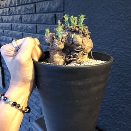 euphorbia    clavigera《激希少》M size