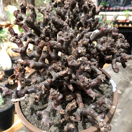 pelargonium  mirabile《XL size》※現地球大株発根済※主幹太く幹上がりで厳つく何より枝振りの密度も最高な一株※brown marble bowl pot植え