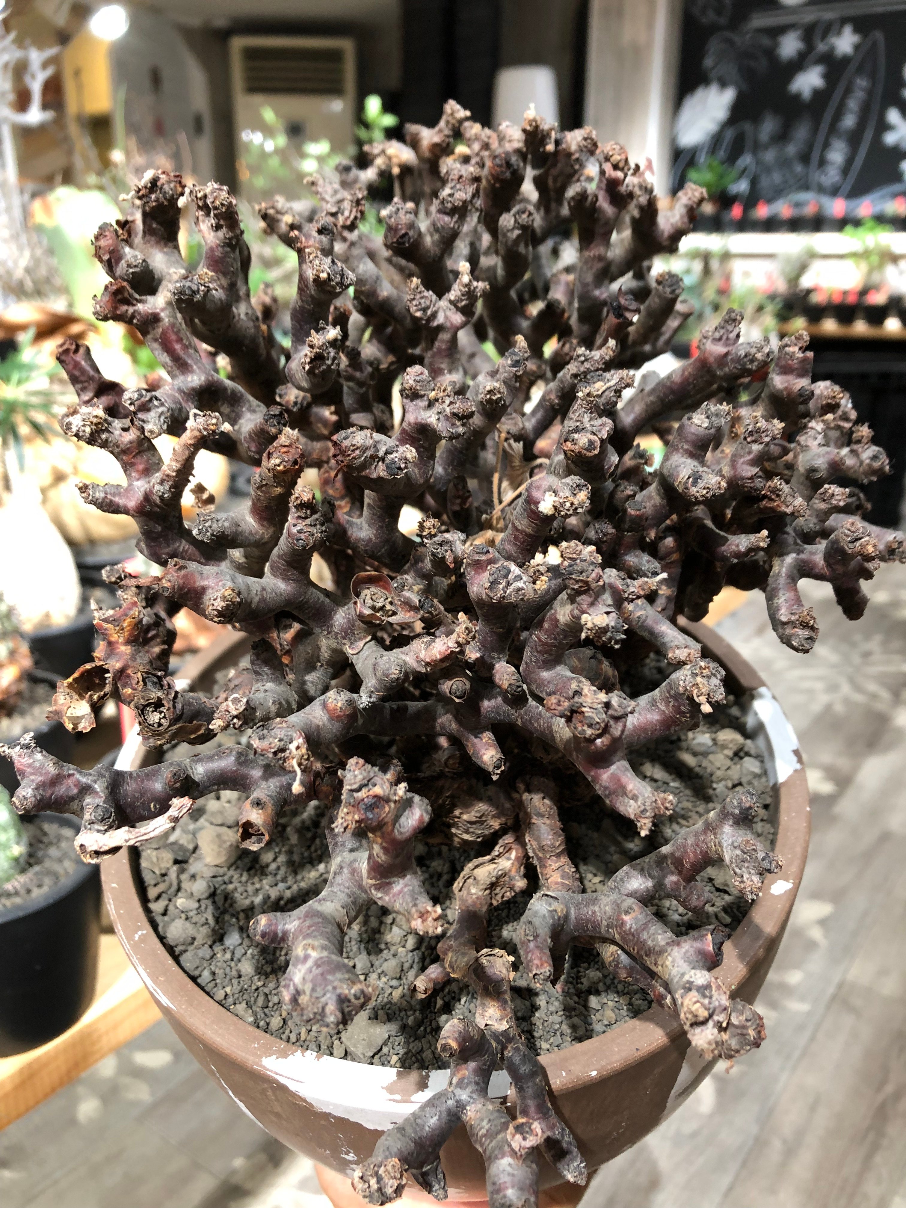 pelargonium mirabile《XL size》※現地球大株発根済※主幹太く幹上が