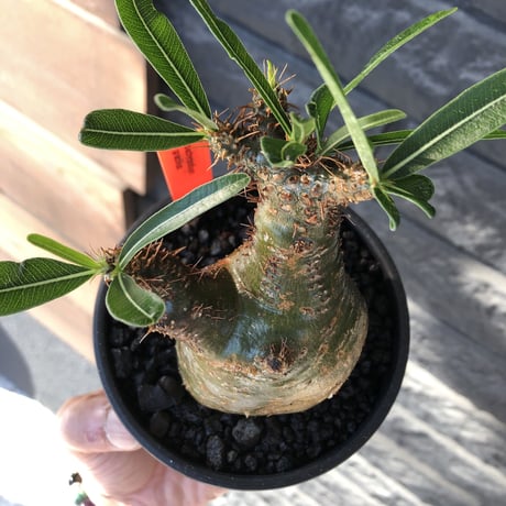 pachypodium gracilius《小さめM size》希少green肌※現地球発根後店主国内管理3年株※激ぼってりトトログラキ樹形が堪らない※mad black bowl pot植え