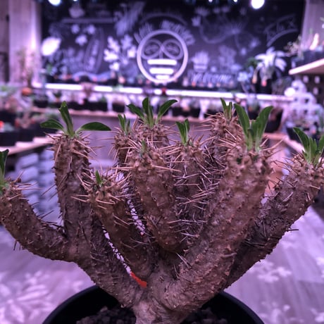 euphorbia    guillauminiana《M  size》整った枝ぶりbalanceのギラウミ