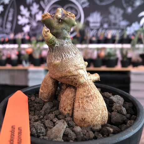 packypodium bispinosum 《大きめS size》※現地球発根済株‼︎※大変珍しい特化した7本足で反り立つ樹形のビスピ‼︎※mad black bowl pot植え