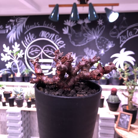 pelargonium  mirabile（Ｓ size）