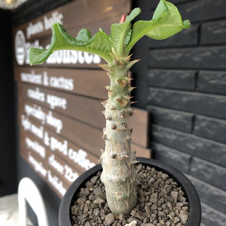pachypodium  windsori i× baronii  《M size》希少※現地実生発根済株※成長楽しみな双方の良さが活きた将来有望株※mad black pot植え