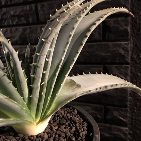 aloe   argyrostachys《L size》現地球発根済み‼︎ マダガスカルの希少種‼︎　※mad black  marble bowl pot植え