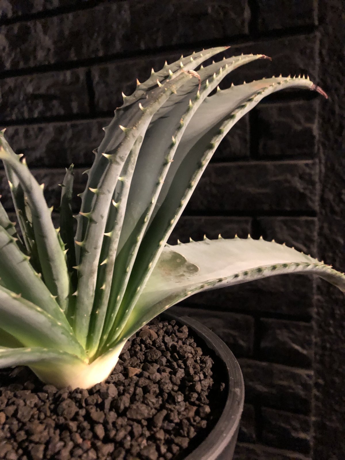 アロエ ラエータ【希少な大株】現品 アロエ ラエータ【希少な大株