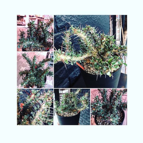 sarcocaulon   crassicaule《L  size》かなり強刺なwild美株‼︎  ※Instagram post株