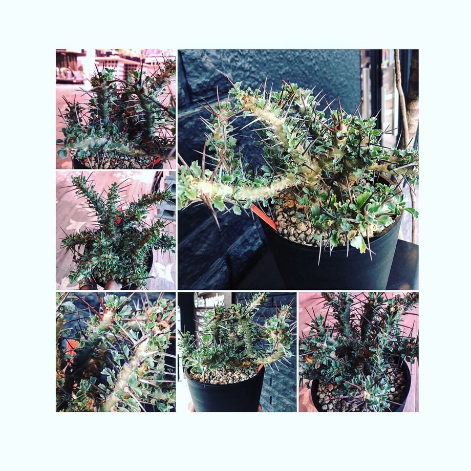 5d7770f1d0f25666b93375a2