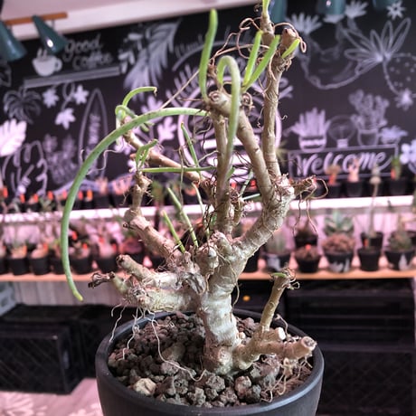 othonna protecta《M size》※現地球発根済株※今後輸入が厳しい上中々流通のない南アフリカものプロテクタ‼︎とても美しい塊根植物‼︎※mad black bowl pot植え