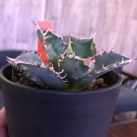 agave     titanota《S  size》from Europa  限定２株‼︎