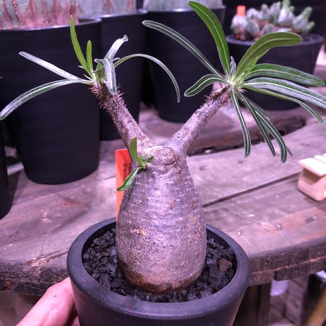 packypodium  gracilius（S size）限定1株　※現地球発根済み株‼︎  ※可愛過ぎる卵型forme‼︎ 脇枝も展開中※mad black pot植え
