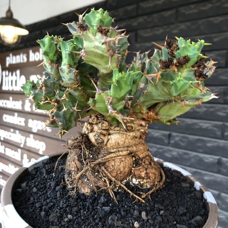 euphorbia tortirama（XL size）※現地球株発根済（店主所有株）※この上なき極太株&葉もスクリューし躍動感半端なき大株※mad brown marble bowl pot植え