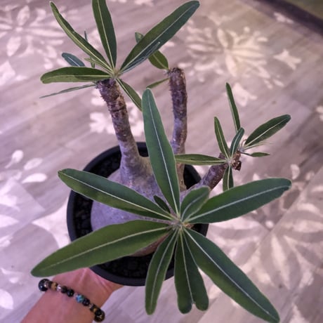 packypodium  gracilius《大きめ M size》※現地球株  発根済み株‼︎  （限定1株）ぼってり感と丁度良いサイズ感‼︎ ※mad black pot植え