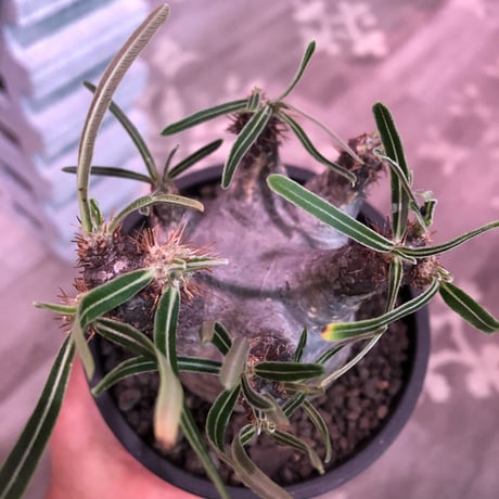packypodium  gracilius《M size》※現地球発根済株※店主国内管理3年株※短枝＆激レア360°ロゼット枝のweight低き最高balance株※mad black pot植え