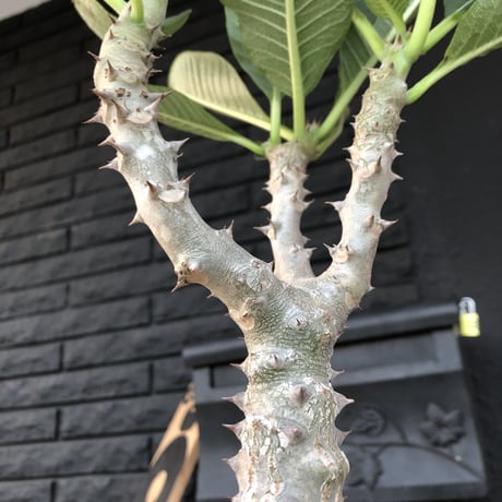 packypodium windsorii  ×  baronii  《L size》発根済み株 mad black pot植え  （限定①株）