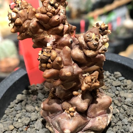 othonna herrei《L size》※現地球株発根済※ウェイト低く極太株となりボコボコ突出感も強い立体樹形‼︎※black pot植え