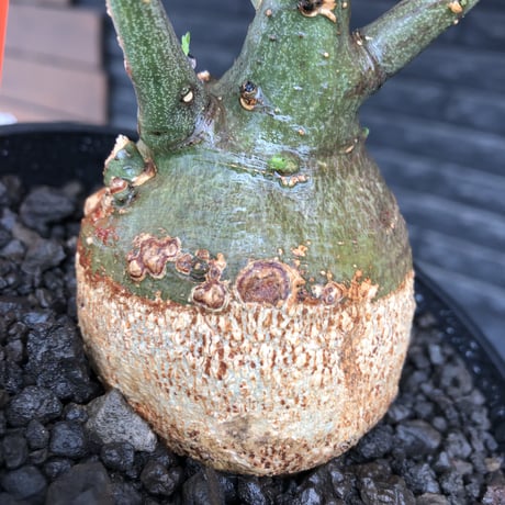 adenia spinosa《M size》球体可愛すぎる一株※現地球発根後店主国内管理3年株※まん丸低重心樹形に肌カラーが可愛すぎて堪らない※mad black pot植え