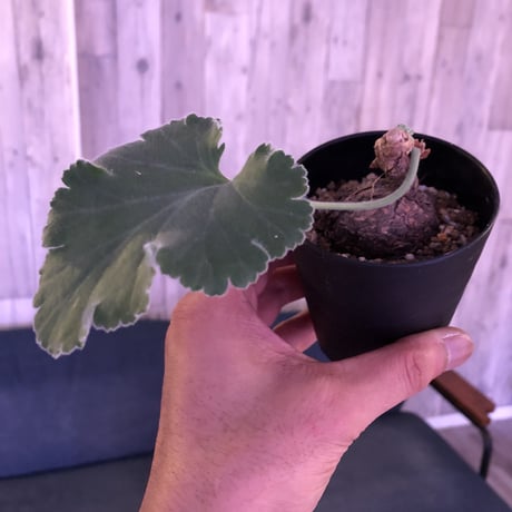 pelargonium    lobatum