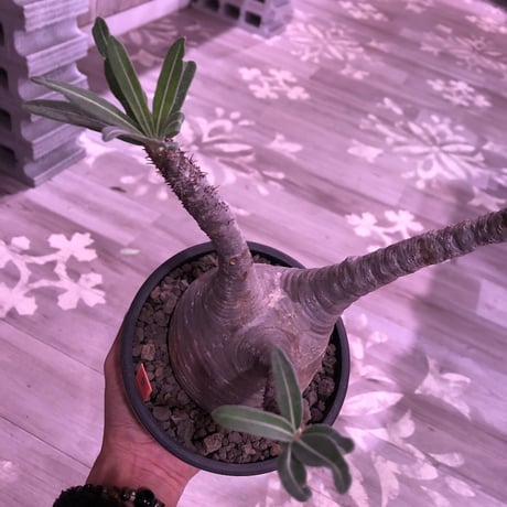 pachypodium  gracilius《L size》※現地球株発根済み株‼︎  （限定1株）球体balance良き、おすすめグラキリス※mad black bowl pot植え‼︎