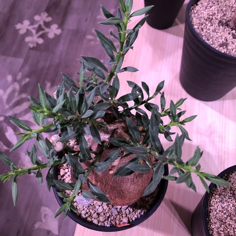packypodium   bispinosum《M  size》