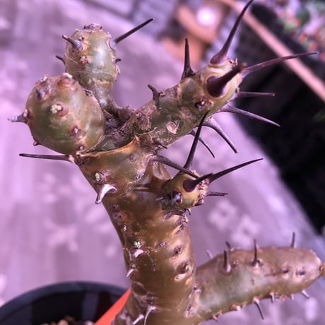 sarcocaulon   crassicaule《S  size》 ※冬型caudex‼︎  人気な冬型種！オススメ株