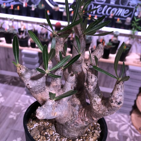 packypodium    inopinatum 《M size》発根済み株‼︎ 荒々しい肌質