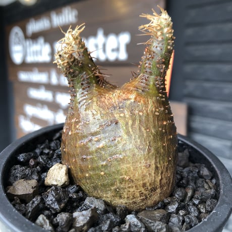 packypodium  gracilius《大きめS size》希少二頭枝※現地球発根済株※店主国内管理2年株※歪感のあるぼってり樹形が逆に堪らなく愛くるしい一株※mad black pot植え