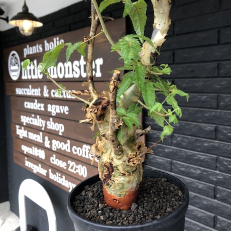 commiphora  africana《L size》※現地球株発根済※美しくbalance良き佇まい※tall pot植え