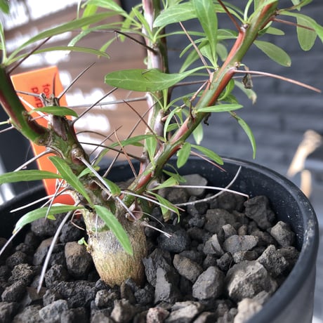 fouquieria  purpusii《M size》