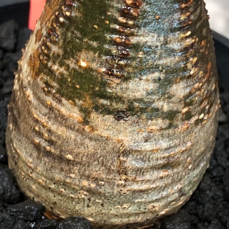 pachypodium gracilius《大きめS size》※現地球株発根済※味深くビンテージ感強き現地焼けに希少green肌を保つ樹形バランスも抜群な一株‼︎※black bowl pot植え