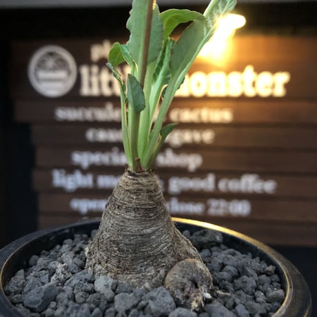 euphorbia  fishbone《小さめ M size》※現地球株発根済※激希少‼︎今や流通少なきフィッシュボーン※mad black pot植え