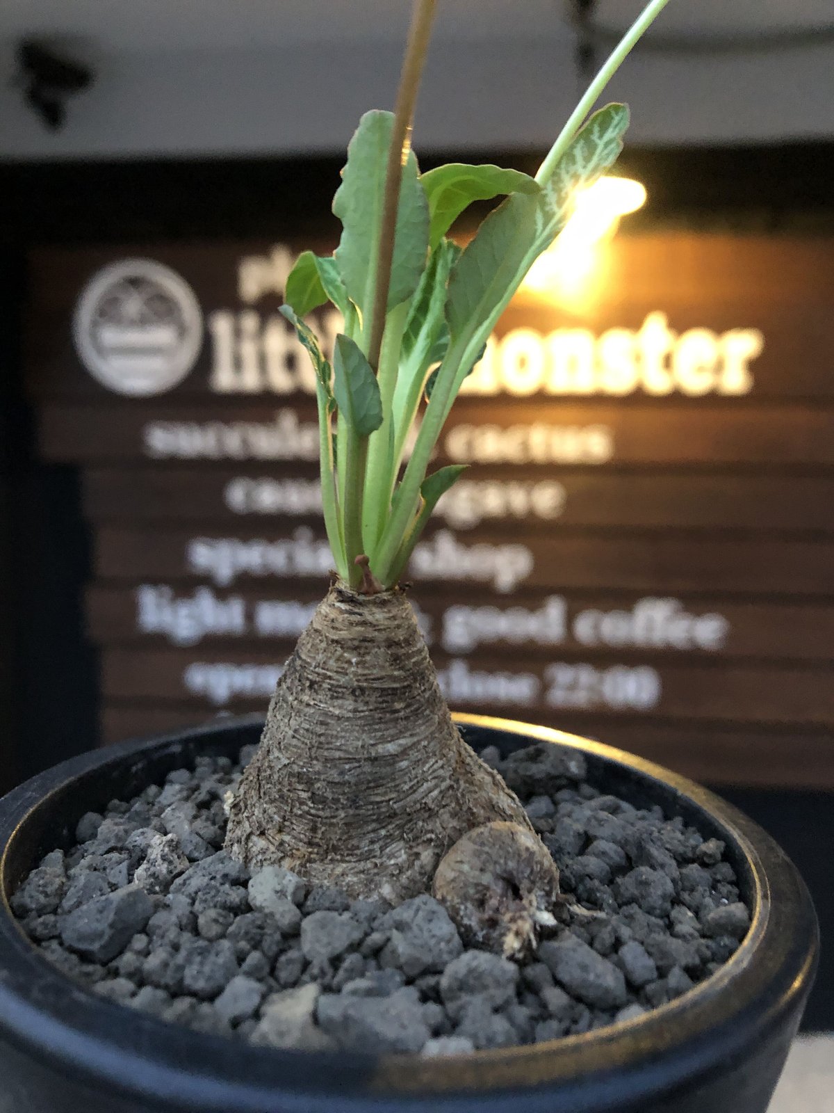 ユーフォルビア フィッシュスケール フィッシュボーン ユーフォルビアフィッシュボーンフィッシュスケール