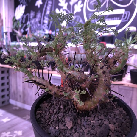 sarcocaulon  herrei《M size》※店主管理4年株‼︎※大変激しく入り組んだ枝振りがヤバいヘレー‼︎※mad black pot植え　※限定1株