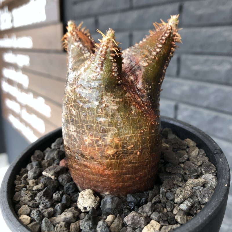 パキポディウムカクチペス（現地株）