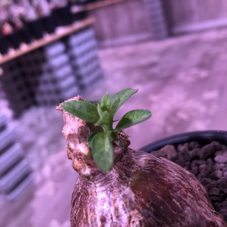 packypodium bispinosum 《S size》※現地球発根済株‼︎※ぼってり球体ビスピ‼︎まん丸で可愛い奴‼︎※mad black bowl pot植え