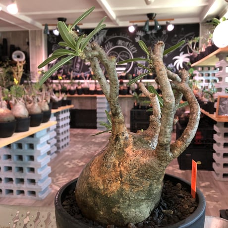 packypodium  gracilius《LL size》W-he'd株※現地球発根済株※店主国内管理6年株※良バランス＆現地焼け＆短枝ぼってり選抜株‼︎※mad black bowl pot植え