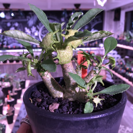 dorstenia   lavrani《M size》希少‼︎ 五本の良き枝振りbalance株 ※mad  black  pot植え