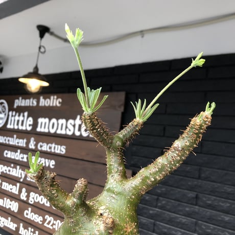 pachypodium gracilius《L size》希少green肌&ぼってり樹形※現地球発根後店主国内管理5年株※大変綺麗でbigなツル肌グラキ※mad black bowl pot植え