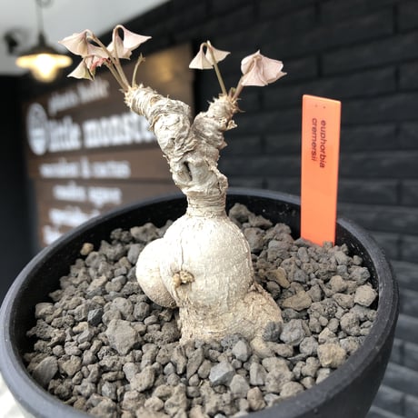 euphorbia cremersii《 L size》※現地球発根後店主国内管理2年株※極白肌なとびきり美しい塊根を持つbalance良き低重心株‼︎※mad black bowl pot植え