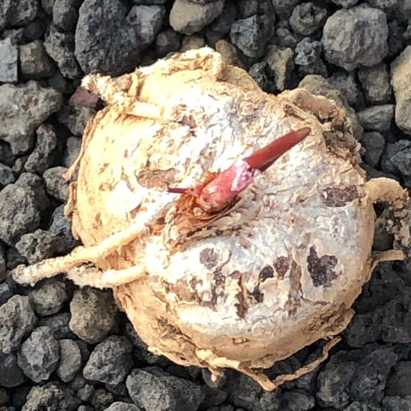 eriospermum cooperi《L size》驚愕‼︎冬型激希少種大株※現地球株発根済※年代物且つ未だに球体感強き大株であり美しい葉も魅力な一株※black bowl pot植え