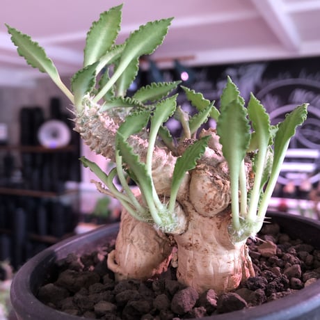 euphorbia tulearensis《 L L size》※驚愕‼︎最高峰のbig塊根を持つ希少性激高塊根ユーフォルビア‼︎全体balanceも良く激オススメ株※mad black pot植え