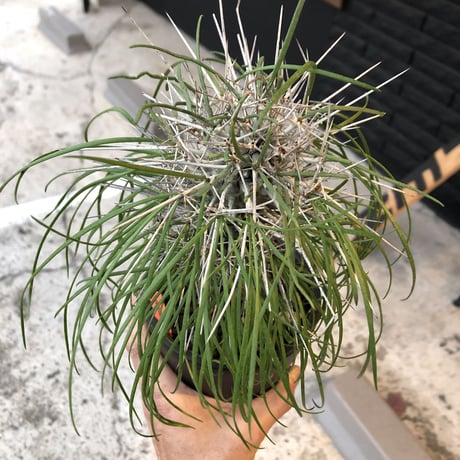 didierea  madagascariensis《大きめM size》※激希少株※シルバーの棘に覆われたイカした奴　※mad  black  pot植え