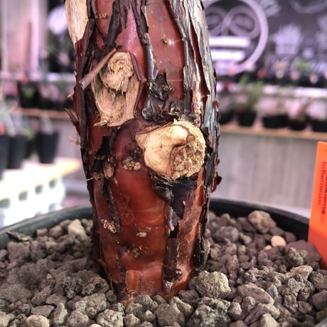 mestoklema   tuberosum《M  size》冬季も成長開花するインテリア性高き人気灌木caudex‼︎特化した赤肌  ※mad black pot植え《限定1株》